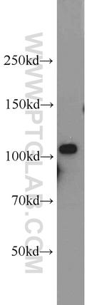 AMOTL1 Antibody in Western Blot (WB)