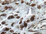 FGF3 Antibody in Immunohistochemistry (Paraffin) (IHC (P))