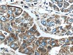 FGF3 Antibody in Immunohistochemistry (Paraffin) (IHC (P))