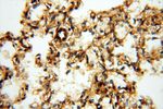 FGF16 Antibody in Immunohistochemistry (Paraffin) (IHC (P))