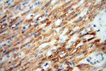 FGF16 Antibody in Immunohistochemistry (Paraffin) (IHC (P))