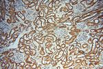 FGF16 Antibody in Immunohistochemistry (Paraffin) (IHC (P))