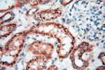 FGF16 Antibody in Immunohistochemistry (Paraffin) (IHC (P))