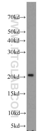 FGF16 Antibody in Western Blot (WB)