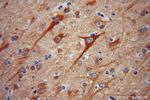 SPAG16 Antibody in Immunohistochemistry (Paraffin) (IHC (P))