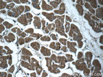 RPGR Antibody in Immunohistochemistry (Paraffin) (IHC (P))