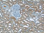 RPGR Antibody in Immunohistochemistry (Paraffin) (IHC (P))