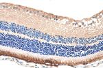 RPGR Antibody in Immunohistochemistry (Paraffin) (IHC (P))