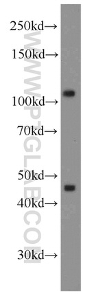 RPGR Antibody in Western Blot (WB)