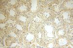 HMGCL Antibody in Immunohistochemistry (Paraffin) (IHC (P))