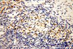 HMGCL Antibody in Immunohistochemistry (Paraffin) (IHC (P))