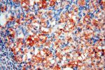 GALNTL2 Antibody in Immunohistochemistry (Paraffin) (IHC (P))