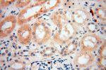 GALNTL2 Antibody in Immunohistochemistry (Paraffin) (IHC (P))