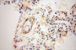 GALNTL2 Antibody in Immunohistochemistry (Paraffin) (IHC (P))