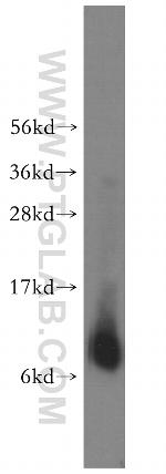 NDUFB1 Antibody in Western Blot (WB)