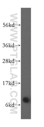 NDUFB1 Antibody in Western Blot (WB)