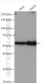 UBR7 Antibody in Western Blot (WB)