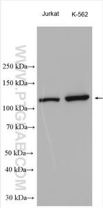 UNC13D/Munc13-4 Antibody in Western Blot (WB)