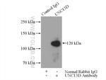 UNC13D/Munc13-4 Antibody in Immunoprecipitation (IP)