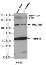 UNC13D/Munc13-4 Antibody in Western Blot (WB)