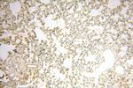 UNC13D/Munc13-4 Antibody in Immunohistochemistry (Paraffin) (IHC (P))