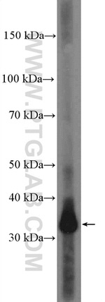 HLA-G Antibody in Western Blot (WB)