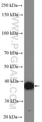 HLA-G Antibody in Western Blot (WB)