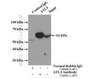 ATL3 Antibody in Immunoprecipitation (IP)
