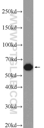 ATL3 Antibody in Western Blot (WB)