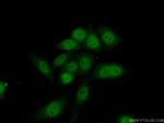 EAPP Antibody in Immunocytochemistry (ICC/IF)