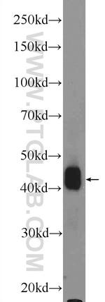 EAPP Antibody in Western Blot (WB)