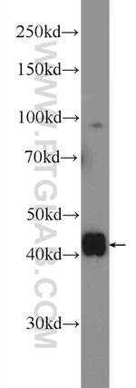 EAPP Antibody in Western Blot (WB)