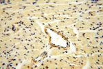 GALNT14 Antibody in Immunohistochemistry (Paraffin) (IHC (P))