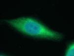 SAPS3 Antibody in Immunocytochemistry (ICC/IF)