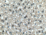 SAPS3 Antibody in Immunohistochemistry (Paraffin) (IHC (P))