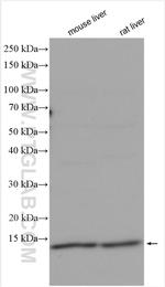 RPS21 Antibody in Western Blot (WB)