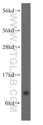 RPS21 Antibody in Western Blot (WB)