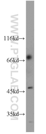 ZNF3 Antibody in Western Blot (WB)