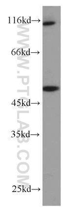 ZNF3 Antibody in Western Blot (WB)