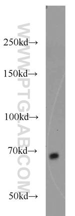 KLHL3 Antibody in Western Blot (WB)