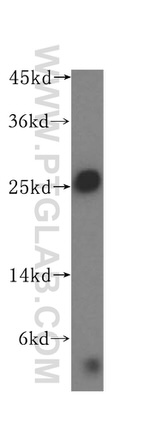 N6AMT2 Antibody in Western Blot (WB)