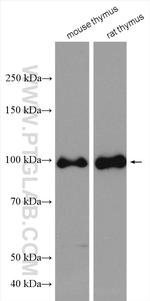 NVL Antibody in Western Blot (WB)