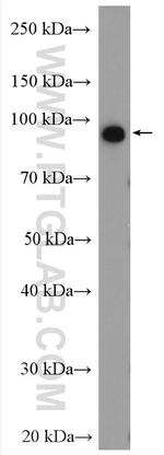 NVL Antibody in Western Blot (WB)