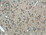 GAP43 Antibody in Immunohistochemistry (Paraffin) (IHC (P))