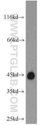 GAP43 Antibody in Western Blot (WB)