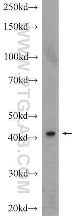 GAP43 Antibody in Western Blot (WB)