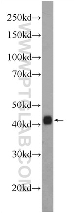 GAP43 Antibody in Western Blot (WB)