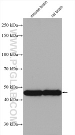 GAP43 Antibody in Western Blot (WB)