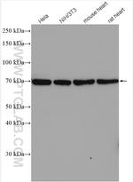 SGOL1 Antibody in Western Blot (WB)