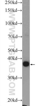 SPATA22 Antibody in Western Blot (WB)